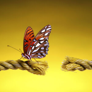 Butterfly On Severed Rope